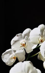 Preview wallpaper orchid, flower, white, plant, macro