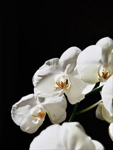 Preview wallpaper orchid, flower, white, plant, macro