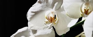 Preview wallpaper orchid, flower, white, plant, macro