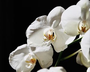 Preview wallpaper orchid, flower, white, plant, macro