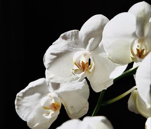 Preview wallpaper orchid, flower, white, plant, macro