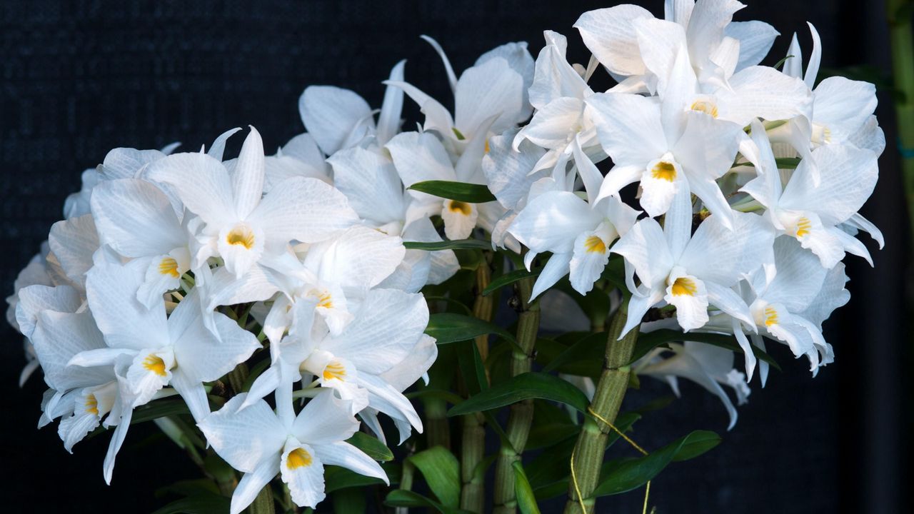 Wallpaper orchid, flower, white, background, stems