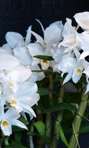 Preview wallpaper orchid, flower, white, background, stems