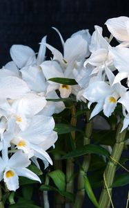 Preview wallpaper orchid, flower, white, background, stems