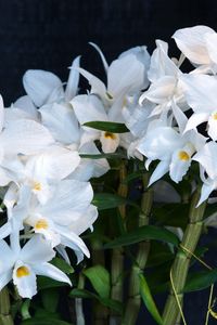 Preview wallpaper orchid, flower, white, background, stems