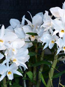 Preview wallpaper orchid, flower, white, background, stems