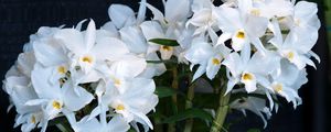 Preview wallpaper orchid, flower, white, background, stems