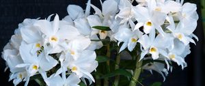 Preview wallpaper orchid, flower, white, background, stems