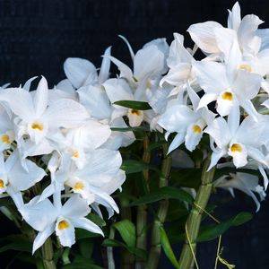 Preview wallpaper orchid, flower, white, background, stems