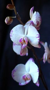 Preview wallpaper orchid, flowers, branches, close-up