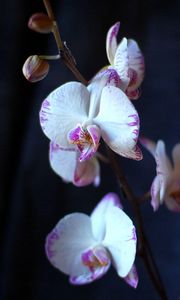 Preview wallpaper orchid, flowers, branches, close-up