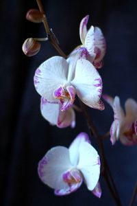 Preview wallpaper orchid, flowers, branches, close-up