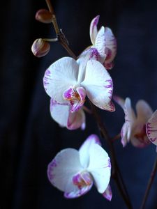 Preview wallpaper orchid, flowers, branches, close-up