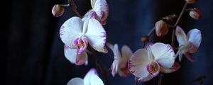 Preview wallpaper orchid, flowers, branches, close-up