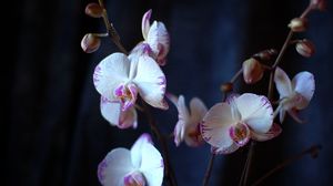 Preview wallpaper orchid, flowers, branches, close-up