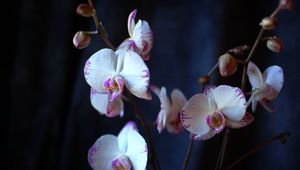 Preview wallpaper orchid, flowers, branches, close-up