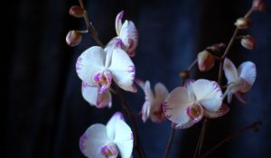 Preview wallpaper orchid, flowers, branches, close-up