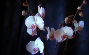 Preview wallpaper orchid, flowers, branches, close-up