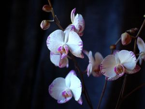 Preview wallpaper orchid, flowers, branches, close-up