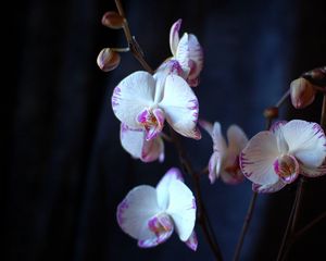 Preview wallpaper orchid, flowers, branches, close-up