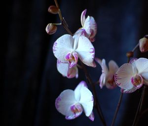 Preview wallpaper orchid, flowers, branches, close-up