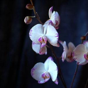 Preview wallpaper orchid, flowers, branches, close-up