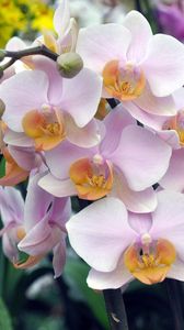 Preview wallpaper orchid, flowers, branches, exotic