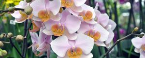 Preview wallpaper orchid, flowers, branches, exotic