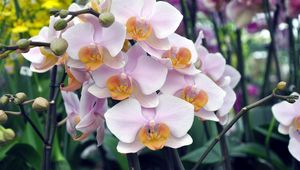 Preview wallpaper orchid, flowers, branches, exotic