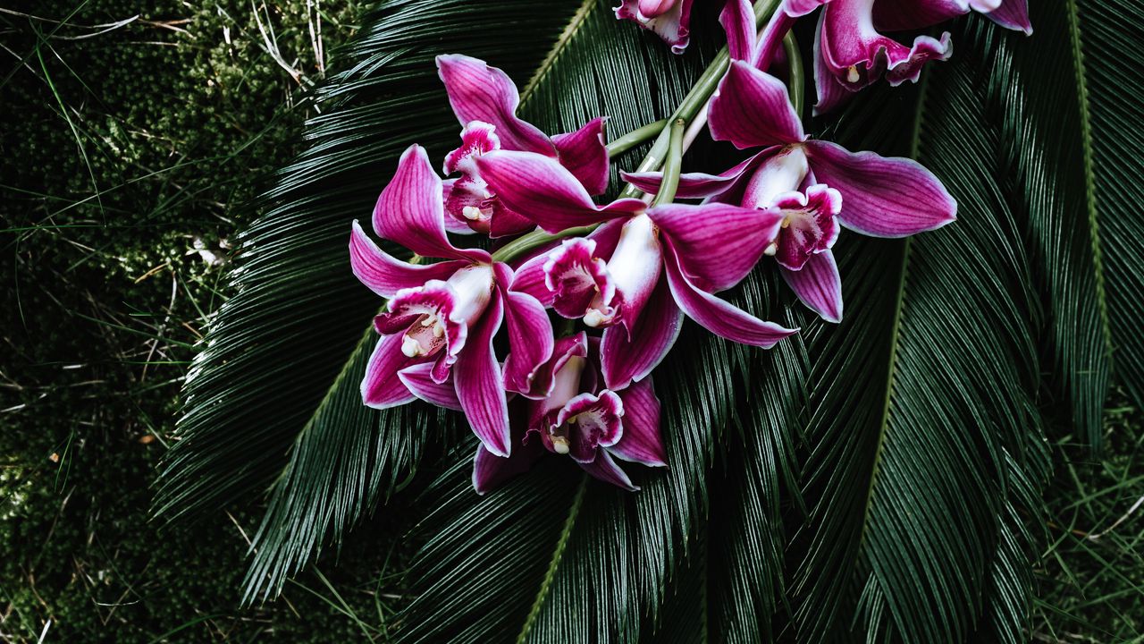 Wallpaper orchid, flowers, cycad, bouquet, tropics
