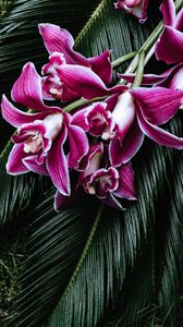 Preview wallpaper orchid, flowers, cycad, bouquet, tropics