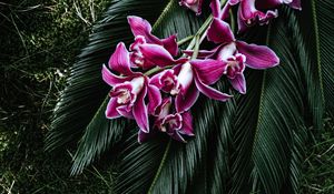 Preview wallpaper orchid, flowers, cycad, bouquet, tropics