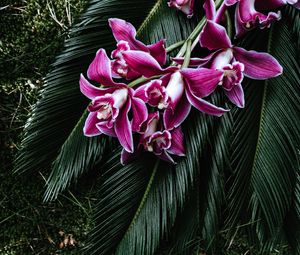 Preview wallpaper orchid, flowers, cycad, bouquet, tropics