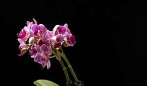 Preview wallpaper orchid, flowers, leaves, darkness