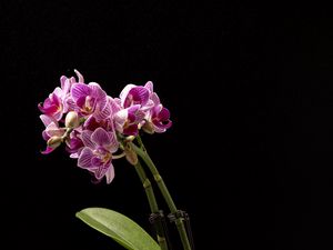 Preview wallpaper orchid, flowers, leaves, darkness