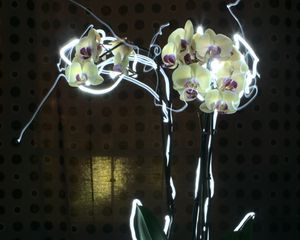 Preview wallpaper orchid, flowers, neon