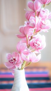 Preview wallpaper orchid, flowers, petals, pink, vase