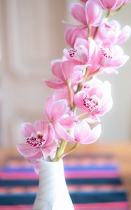 Preview wallpaper orchid, flowers, petals, pink, vase