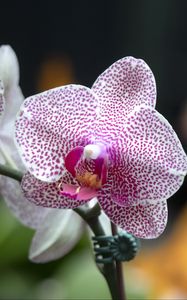 Preview wallpaper orchid, flowers, petals, pink, macro