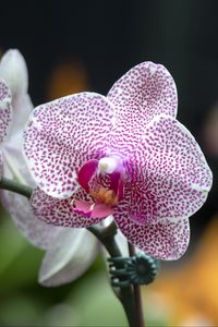 Preview wallpaper orchid, flowers, petals, pink, macro