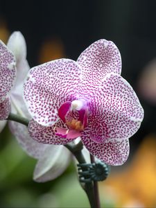 Preview wallpaper orchid, flowers, petals, pink, macro