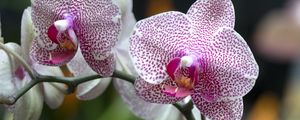 Preview wallpaper orchid, flowers, petals, pink, macro