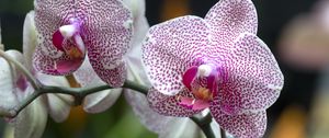 Preview wallpaper orchid, flowers, petals, pink, macro