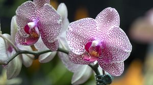 Preview wallpaper orchid, flowers, petals, pink, macro