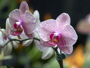 Preview wallpaper orchid, flowers, petals, pink, macro