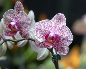 Preview wallpaper orchid, flowers, petals, pink, macro