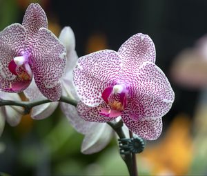 Preview wallpaper orchid, flowers, petals, pink, macro