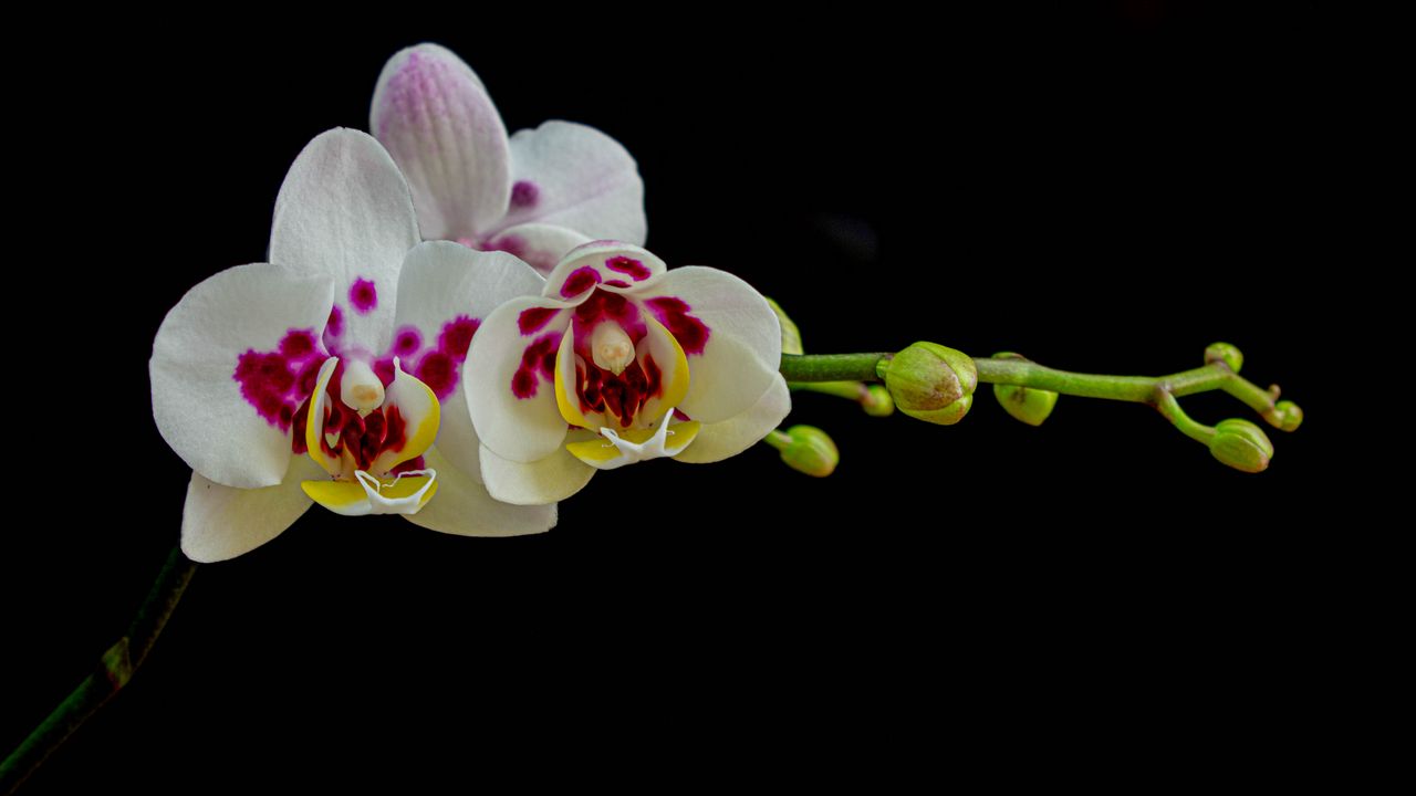 Wallpaper orchid, flowers, petals, black background