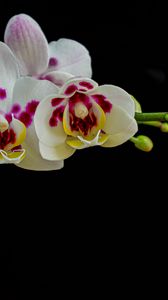 Preview wallpaper orchid, flowers, petals, black background