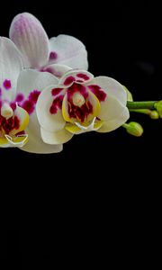 Preview wallpaper orchid, flowers, petals, black background